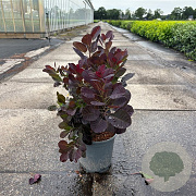 Cotinus cog. 'Royal Purple' 50-60 cm 6,5L