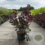 Cotinus cog. 'Royal Purple' 80-100 cm 10L