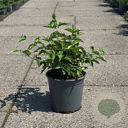 Cornus mas 40-50 cm 6,5L