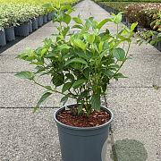 Cornus sericea 'Flaviramea' 50-60 cm 6,5L