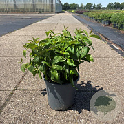 Cornus sericea 'Kelseyi' 40-50 cm 6,5L
