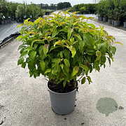 Cornus sericea 'Kelseyi' 50-60 cm 6,5L