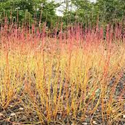 Cornus sang. 'Winter Beauty' 25-40 cm wortelgoed 0/1/1 autochtoon