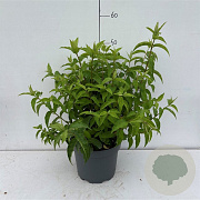 Deutzia scabra 'Plena' 50-60 cm 3,5L