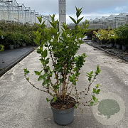 Forsythia 'Goldrausch' 60-80 cm 10L