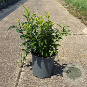 Forsythia int. 'Lynwood' 50-60 cm 6,5L