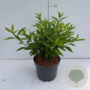 Forsythia int. 'Spectabilis' 50-60 cm 3,5L