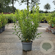 Forsythia int. Week-End 80-100 cm 10L