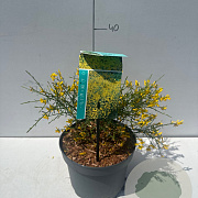 Genista lydia 20-30 cm 3,5L