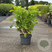Hydrangea a. 'Annabelle' 60-80 cm 10L