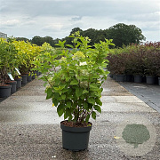 Hydrangea pan. 'Limelight' 80-100 cm 10L
