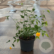 Kerria jap. 'Pleniflora' 30-40 cm 3,5L