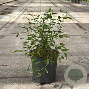 Kerria jap. 'Pleniflora' 30-40 cm 6,5L
