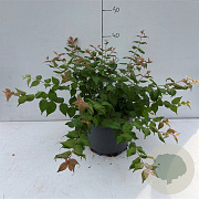 Kolkwitzia amabilis 20-30 cm 3,5L