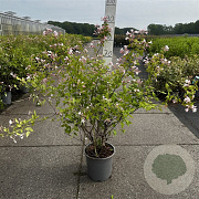 Kolkwitzia amabilis 60-80 cm 6,5L