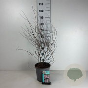 Kolkwitzia amabilis 'Pink Cloud' 60-80 cm 6,5L