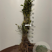 Malus sylvestris 60-80 cm wortelgoed 1/1 autochtoon