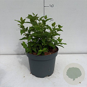 Philadelphus 'Belle Etoile' 40-50 cm 3,5L