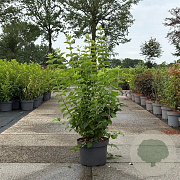 Philadelphus coronarius 80-100 cm 10L