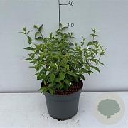 Philadelphus 'Lemoinei' 30-40 cm 3,5L