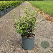 Philadelphus 'Lemoinei' 50-60 cm 6,5L
