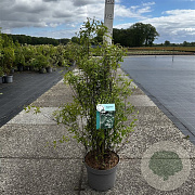 Philadelphus 'Lemoinei' 60-80 cm 10L