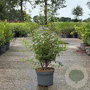 Philadelphus 'Lemoinei' 80-100 cm 10L