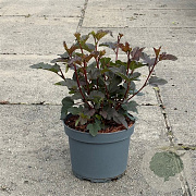 Physocarpus opulif. 'Diabolo' 30-40 cm 3,5L