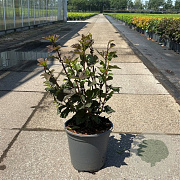 Physocarpus opulif. 'Diabolo' 50-60 cm 6,5L