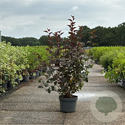 Physocarpus opulif. 'Diabolo' 80-100 cm 10L