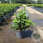 Philadelphus Pearls of Perfume 50-60 cm 6,5L