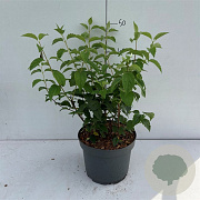 Philadelphus 'Virginal' 50-60 cm 3,5L