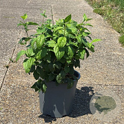 Philadelphus 'Virginal' 50-60 cm 6,5L