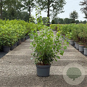 Philadelphus 'Virginal' 80-100 cm 10L