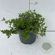 Potentilla f. 'Abbotswood' 20-30 cm 3,5L