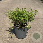 Potentilla f. 'Abbotswood' 40-50 cm 6,5L