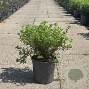 Potentilla f. 'Goldfinger' 40-50 cm 6,5L
