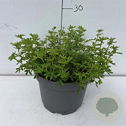 Potentilla fruticosa 'Pink Queen' 25-30 cm 3,5L
