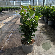 Prunus l. Bonaparte 40-50 cm 3,5L