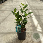 Prunus l. 'Caucasica' 30-40 cm 2,5L
