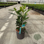 Prunus l. Elly 30-40 cm 2,5L