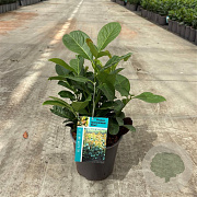 Prunus l. Etna 25-30 cm 2,5L