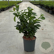 Prunus l. Etna 50-60 cm 6,5L