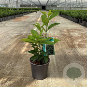 Prunus lusitanica 'Genolia 30-40 cm 2,5L