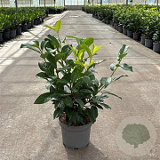 Prunus lusitanica 'Genolia 50-60 cm 3,5L