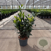 Prunus l. 'Herbergii' 50-60 cm 5,0L