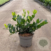 Prunus l. 'Mano' 30-40 cm 3,5L