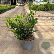 Prunus l. 'Mano' 40-50 cm 5,0L