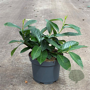 Prunus l. 'Mount Vernon' 20-30 cm 3,5L