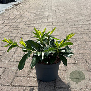 Prunus l. 'Mount Vernon' 30-40 cm 5,0L